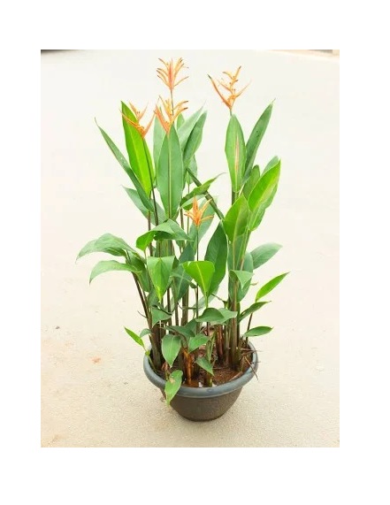  Ornamental flower   Heliconia Plant - Heliconia species 