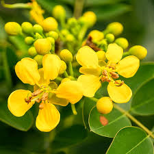  Ornamental flower   Cassia Plant - Cassia siamea 