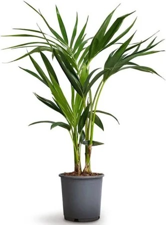  Ornamental landscaping  Kentia Palm Plant - Howea forsteriana 