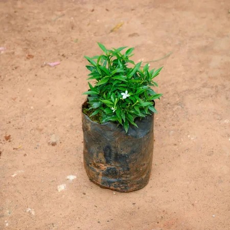 Ornamental flower   Jasmine Plant  - Jasminum sambac 