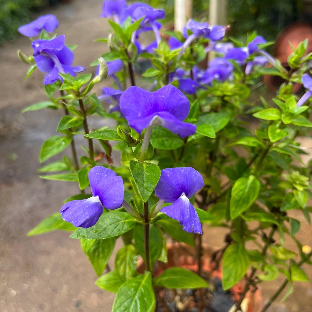  Ornamental flower  Amazon Blue Plant - Otacanthus caeruleus 