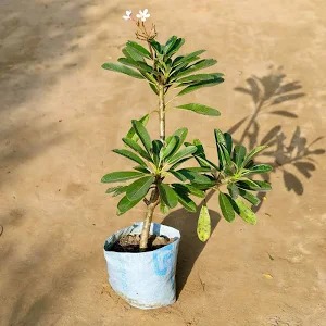  Ornamental flower   Plumeria Pudica plant  - Plumeria rubra 