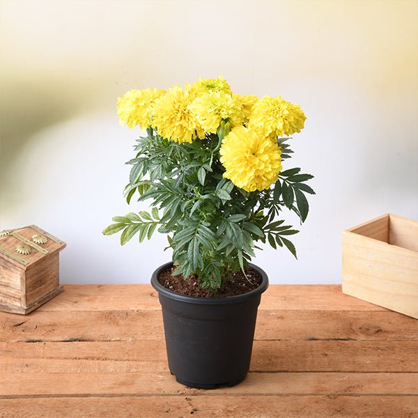  Ornamental flower   Marigold Plant  - Tagetes species 