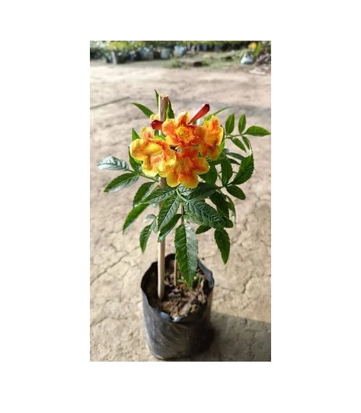  Ornamental flower   Tecoma Stans Plant  - Tecoma stans 