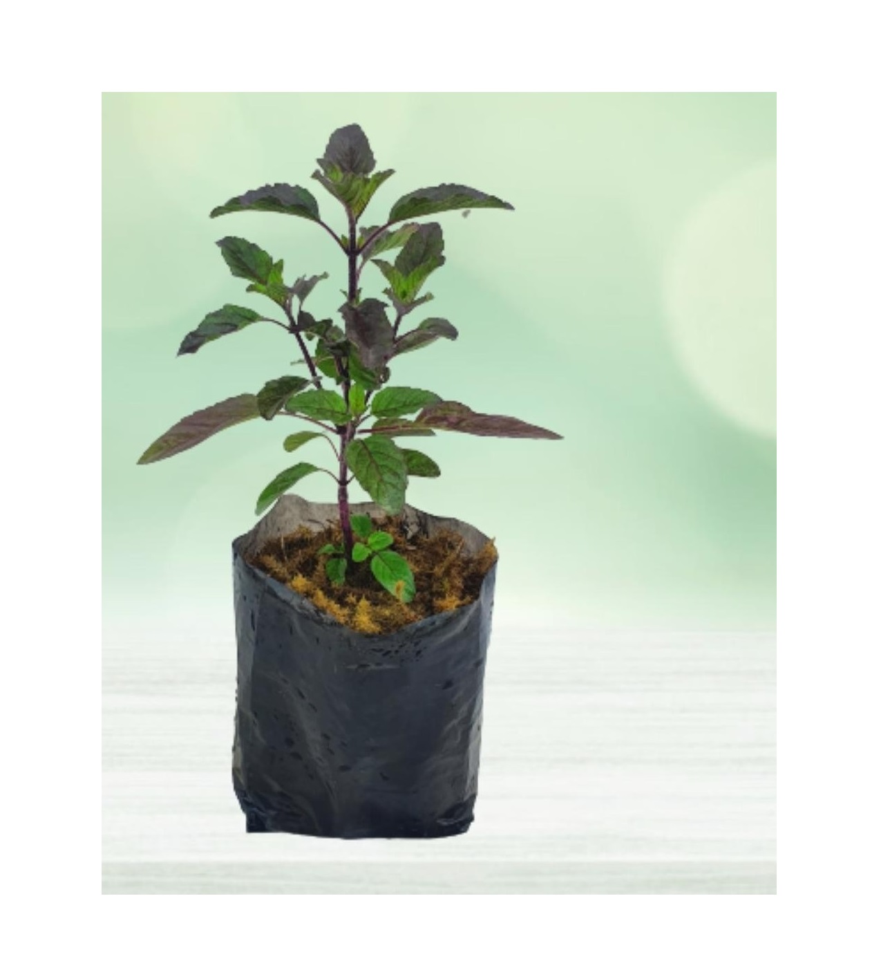  Medicinal   Tulsi Plant  - Ocimum tenuiflorum 