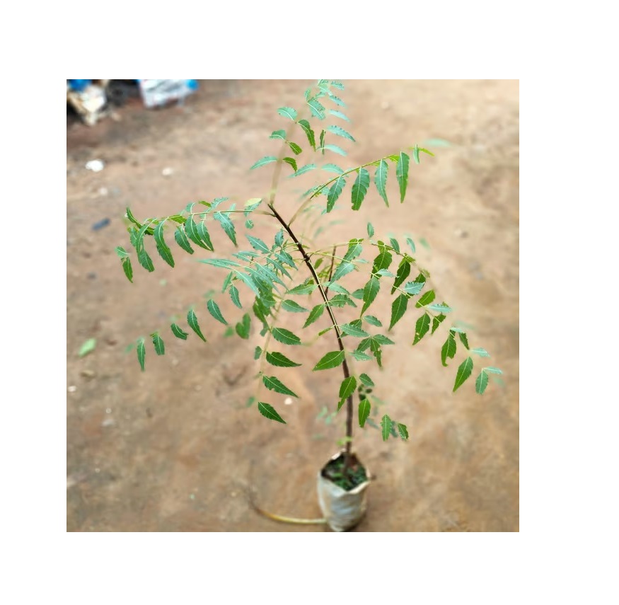  Ornamental medicinal  Neem Plant  - Azadirachta indica 