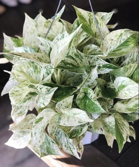  Ornamental landscaping   Money plant - Epipremnum aureum 'Marble Queen' 