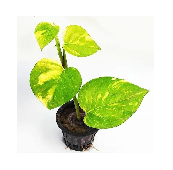  Ornamental landscaping  Money plant -Epipremnum aureum   