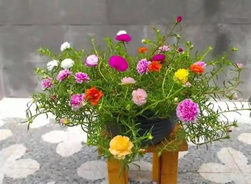  Ornamental landscaping Table palm plant - Livistona rotundifolia 