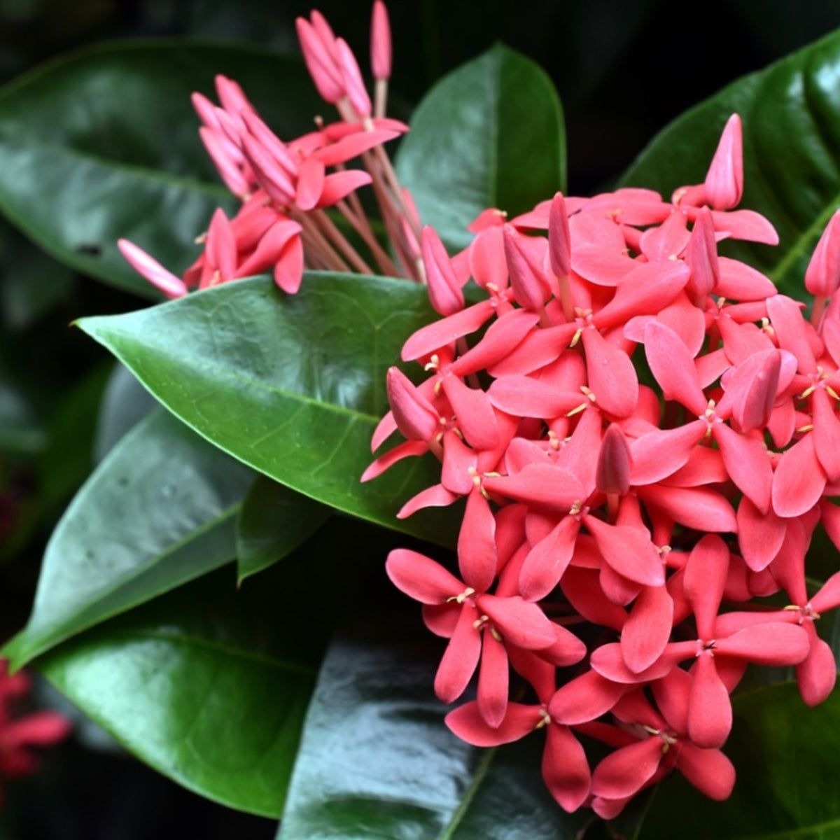  Ornamental landscaping Ixora (big) plant -Ixora coccinea 
