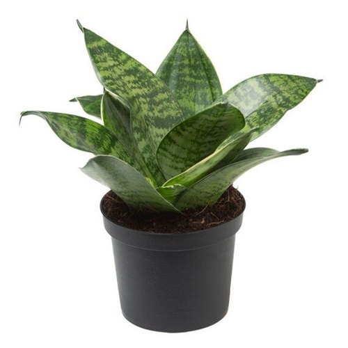  Ornamental landscaping  Snake plant Dwarf plant-  Sansevieria trifasciata 'Hahnii' 