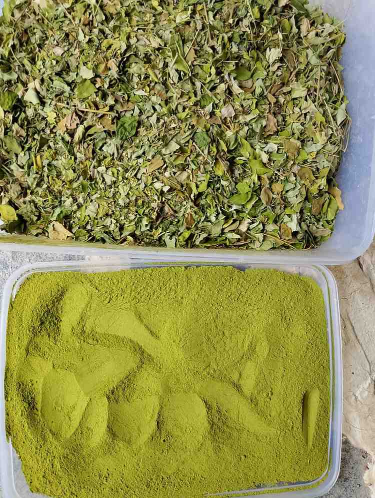 MORINGA Leaf powder munaga
