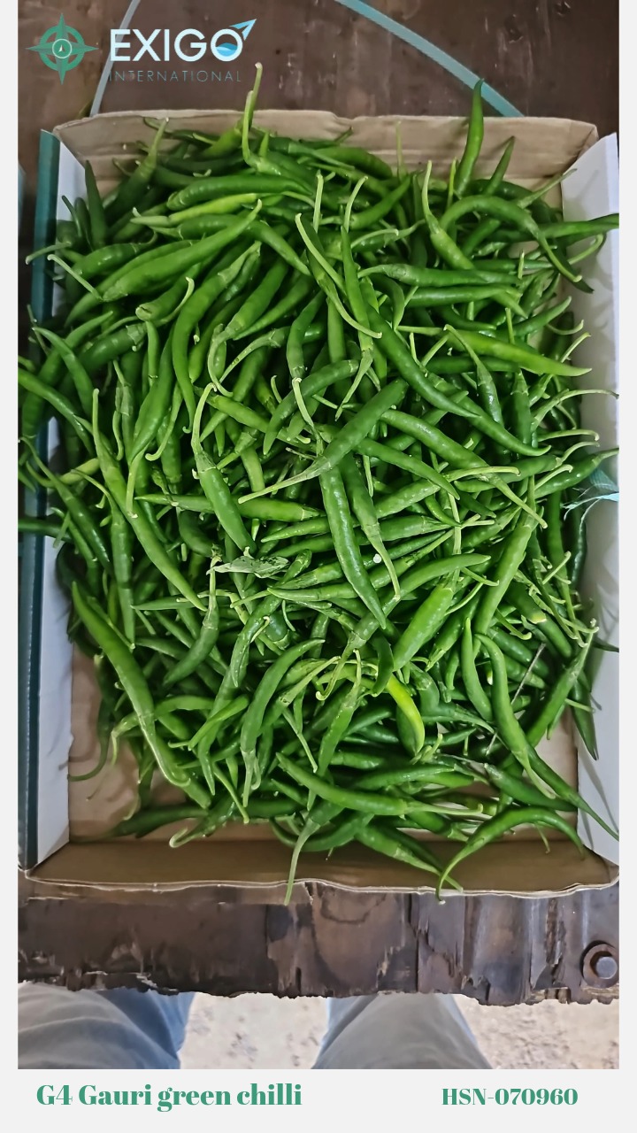 Fresh Indian Green Chilli – Spicy, Farm-Fresh & Export Quality Varieties