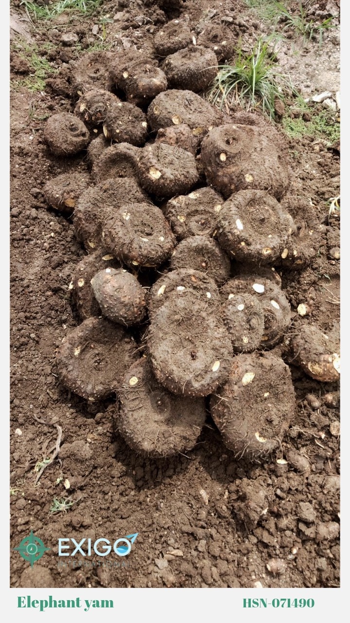 Fresh Indian Elephant Yam (Suran / Jimikand) – Premium Export Quality