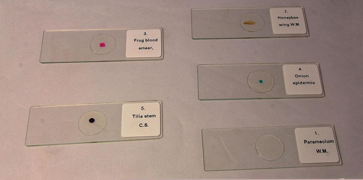 Mitosis and Meiosis Microscope Slide Set