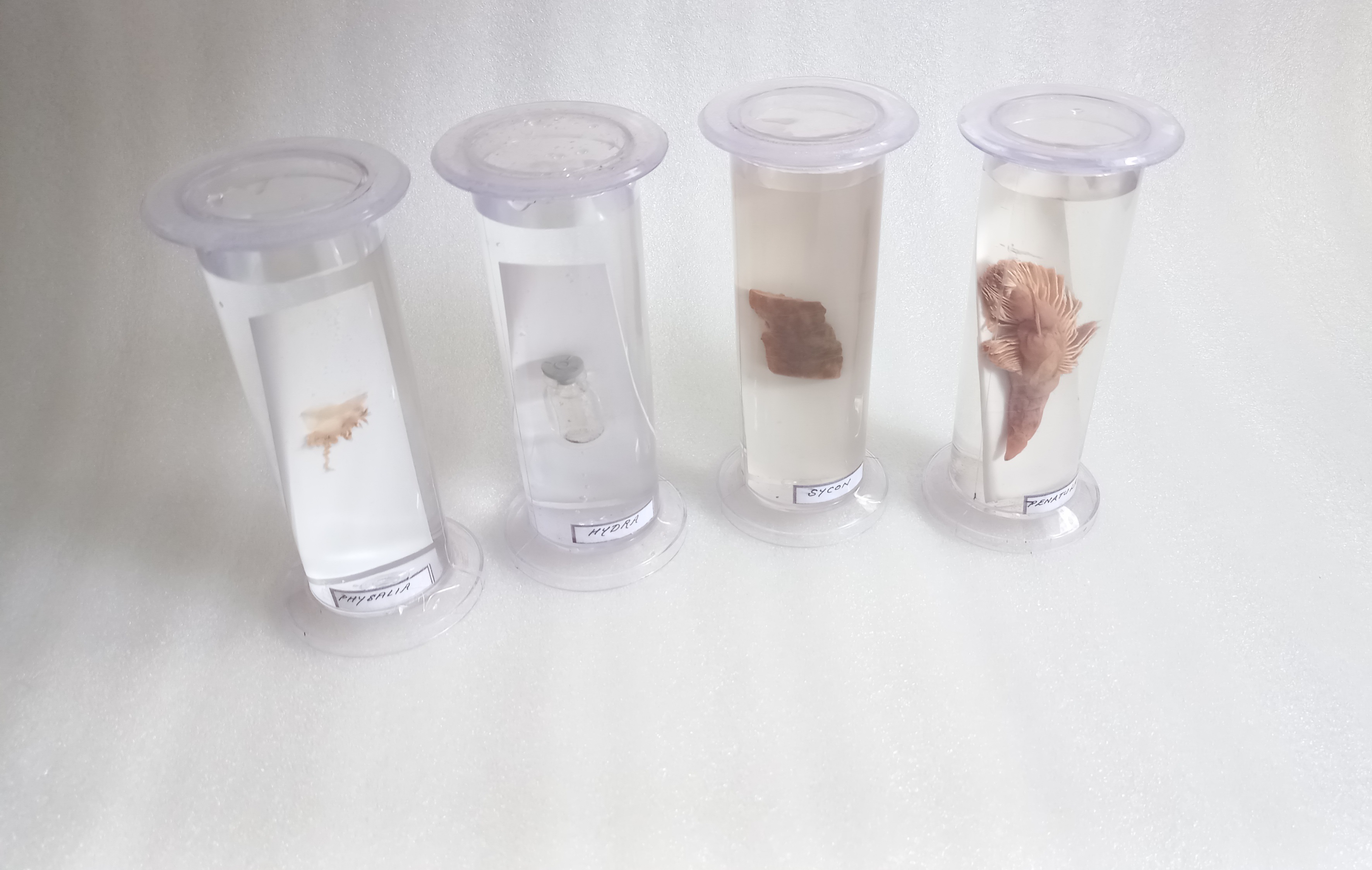 Botany Specimen