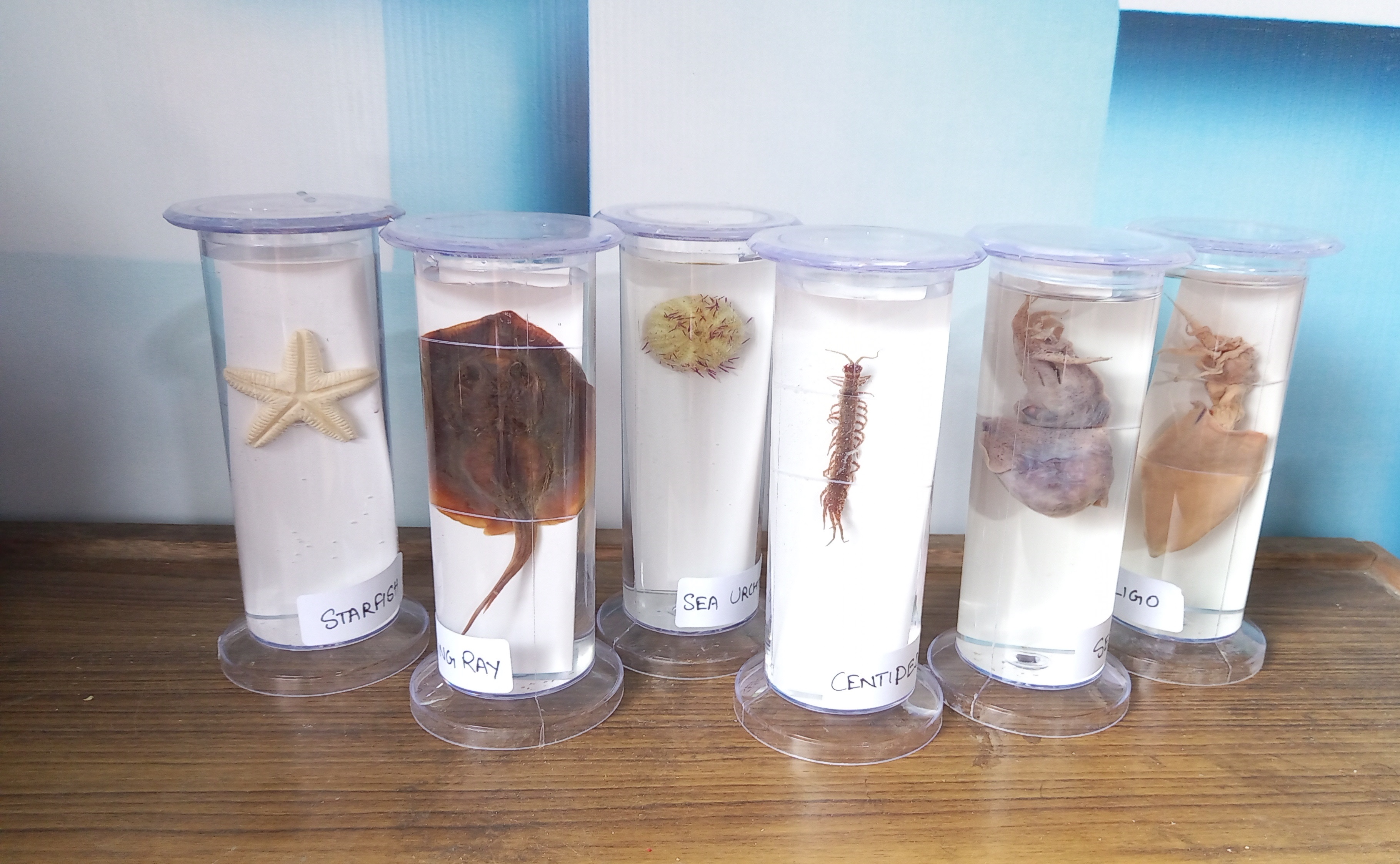 Zoology Specimen