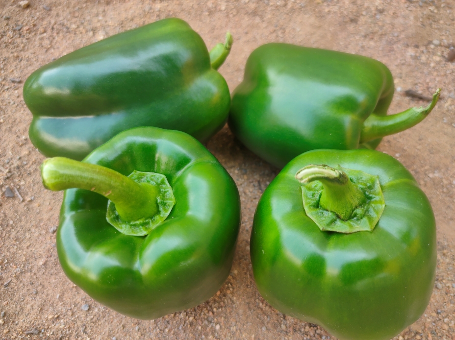capsicum