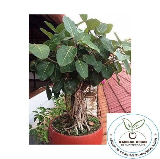 Bargad (Banyan) Plant