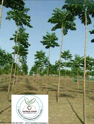 Malabar Neem Plant (Melia dubia