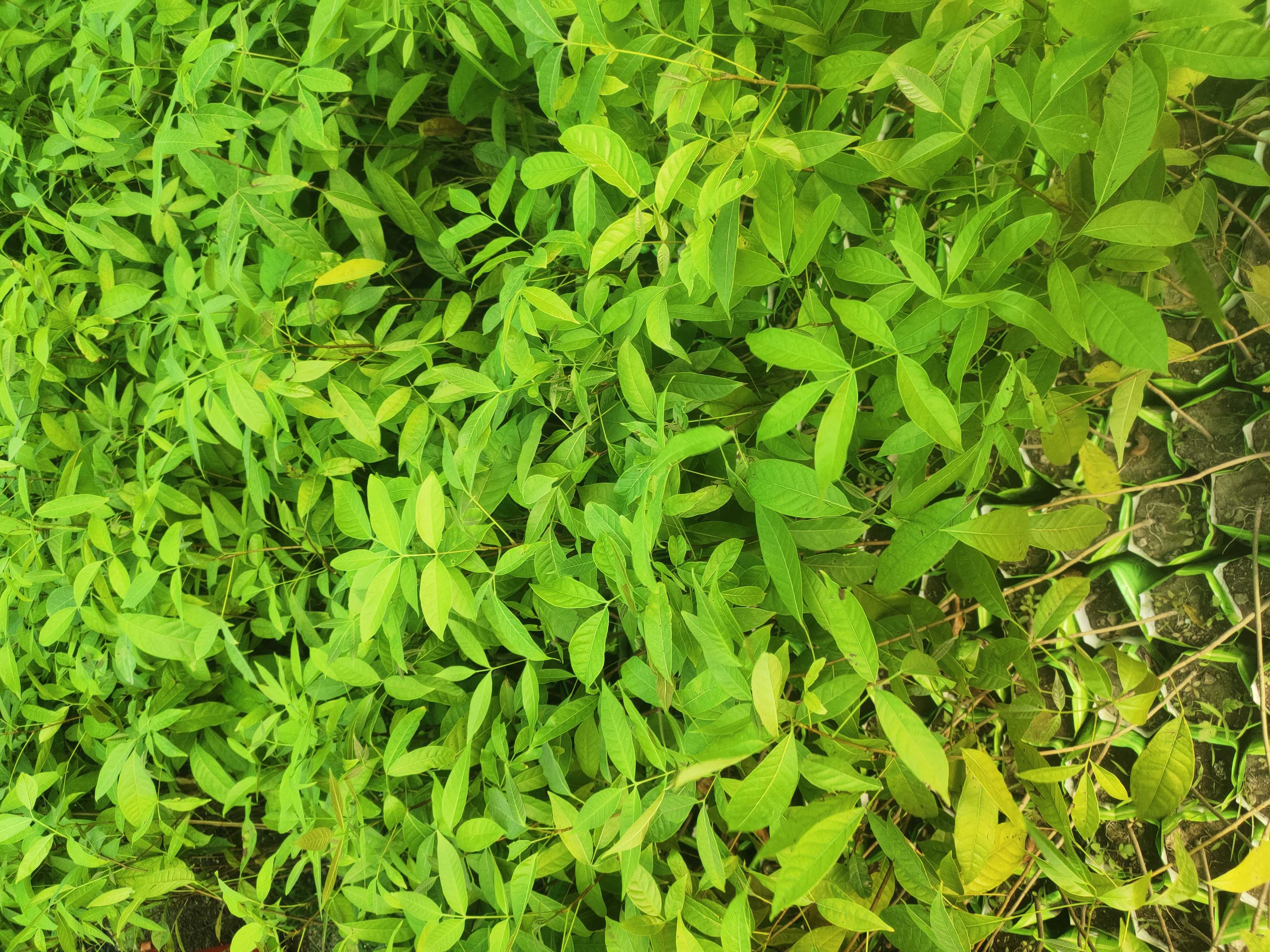Mahogany Plant