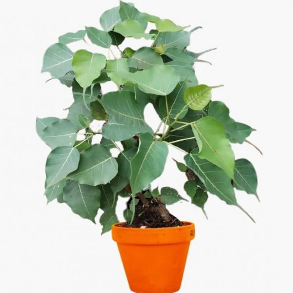Peepal (Pipal) Plant