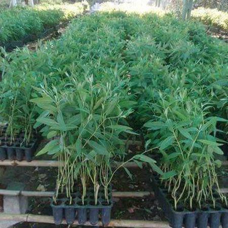 Safeda (Eucalyptus) Plant