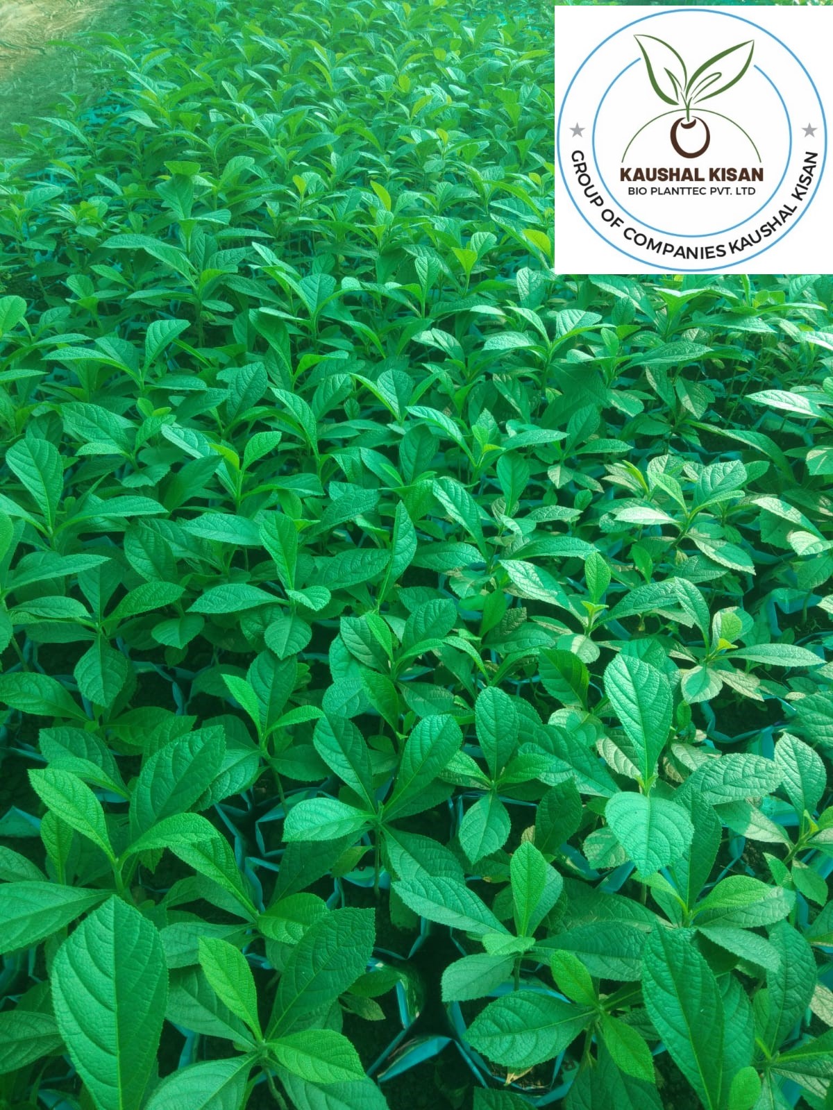 Teak Tissue Culture Plant