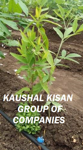 White Sandalwood Plant