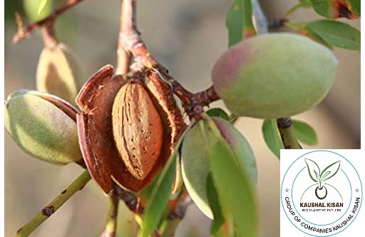 Almond Plant