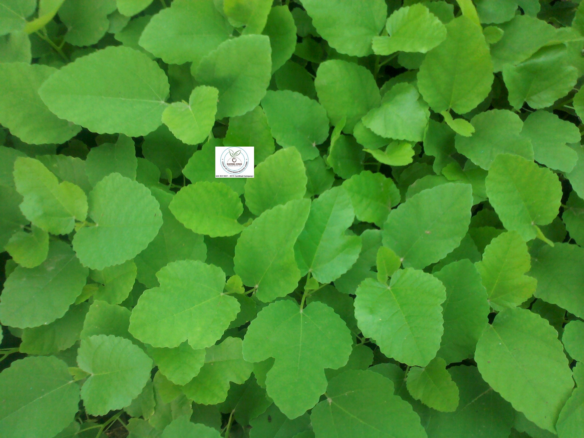 Anjeer (Fig) Plant