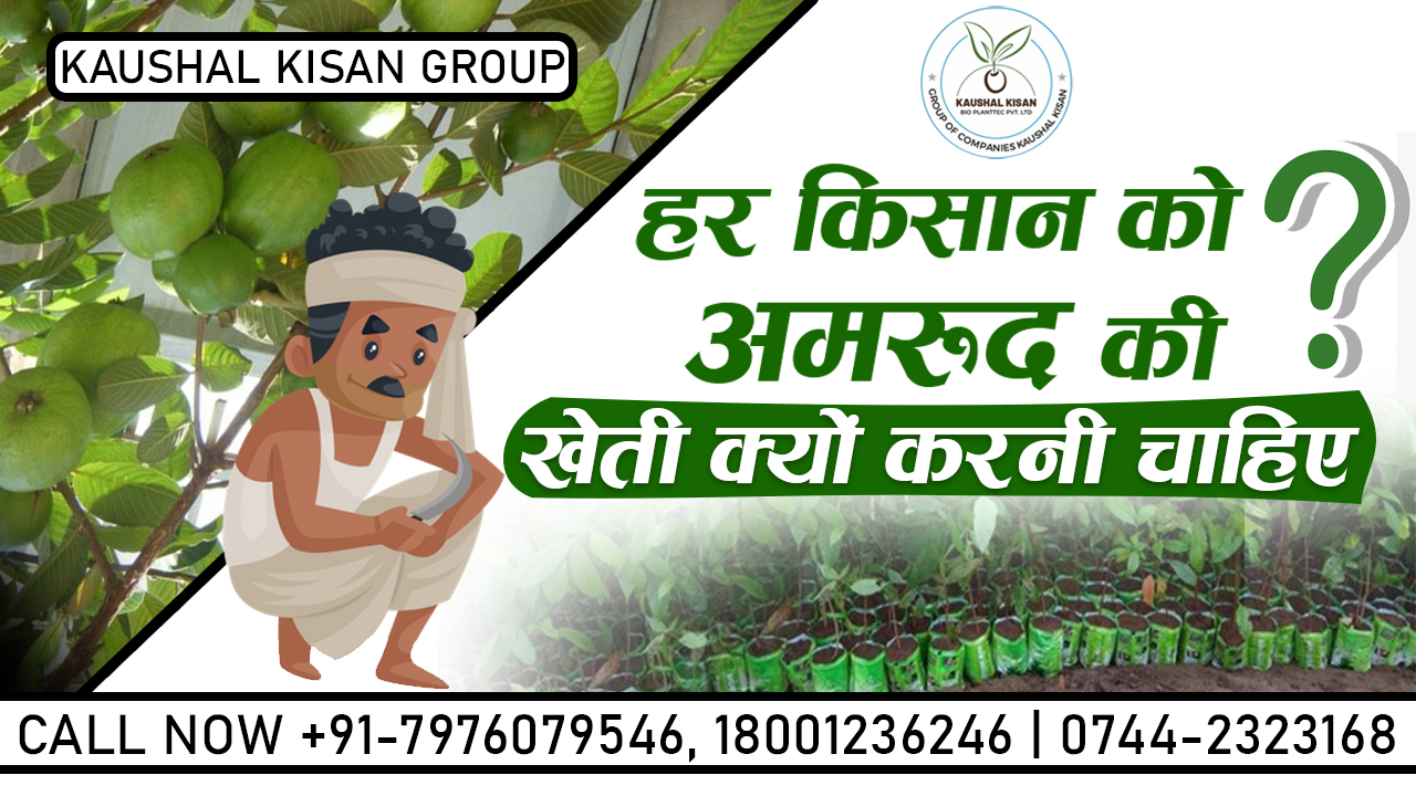 Barafkhan Guava Plant