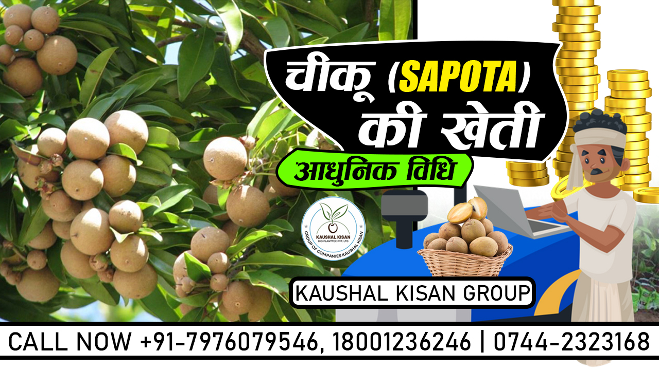 Chikku (Sapota) Plant