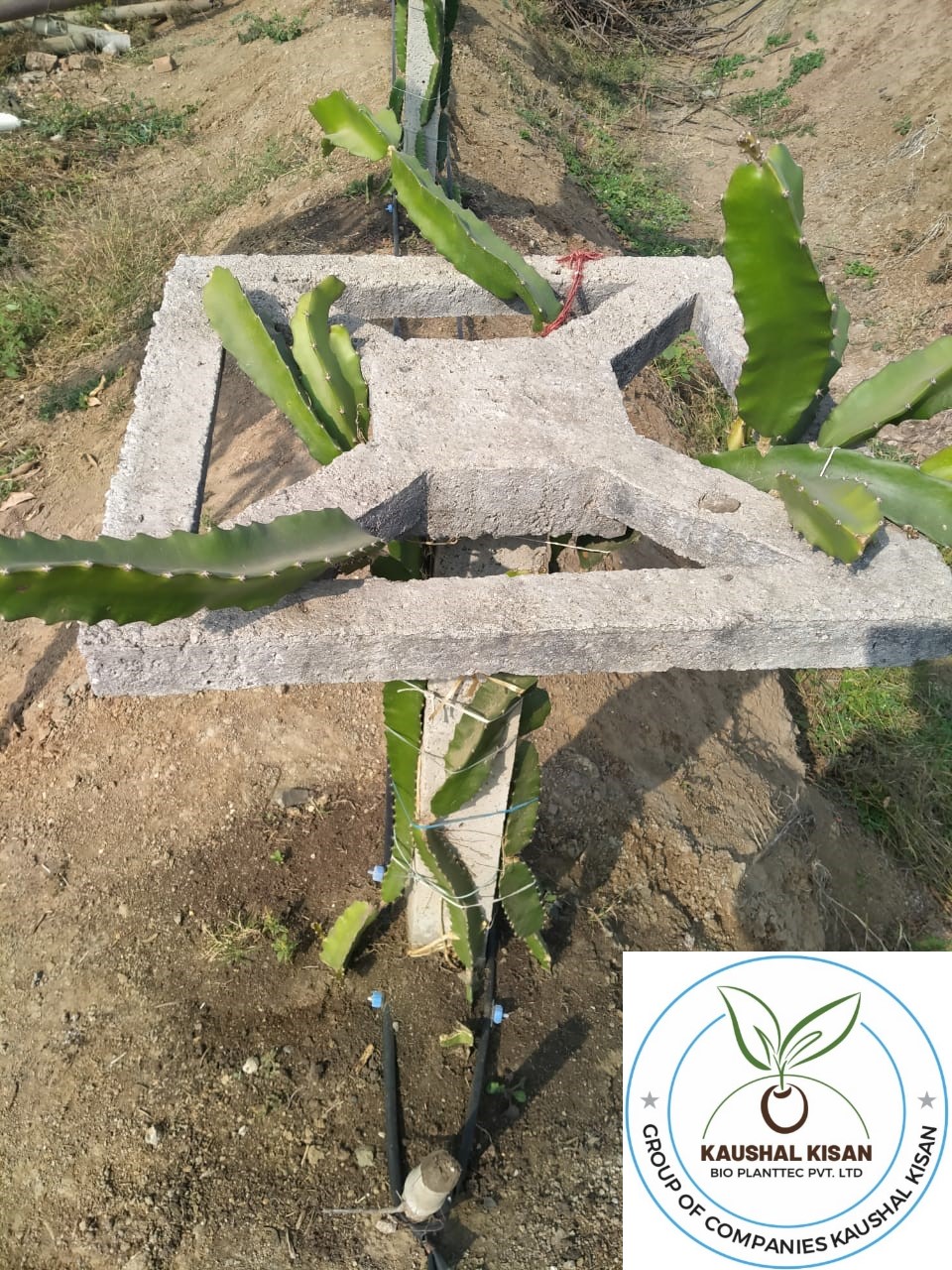 Dragon Fruit Plant