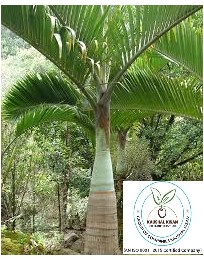 Bottle Palm Plant