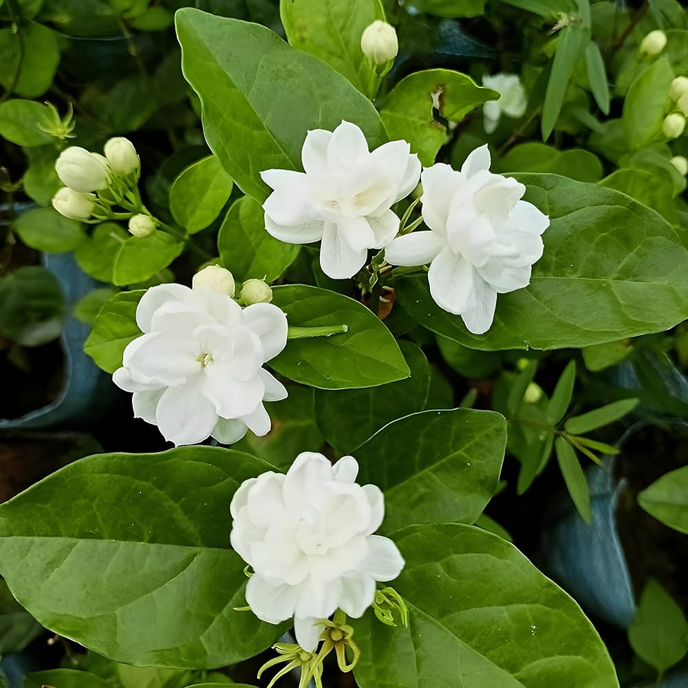Chameli (Jasmine) Plant