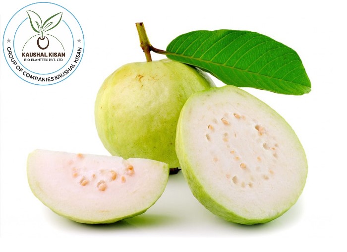Allahabadi Safeda Guava Plant