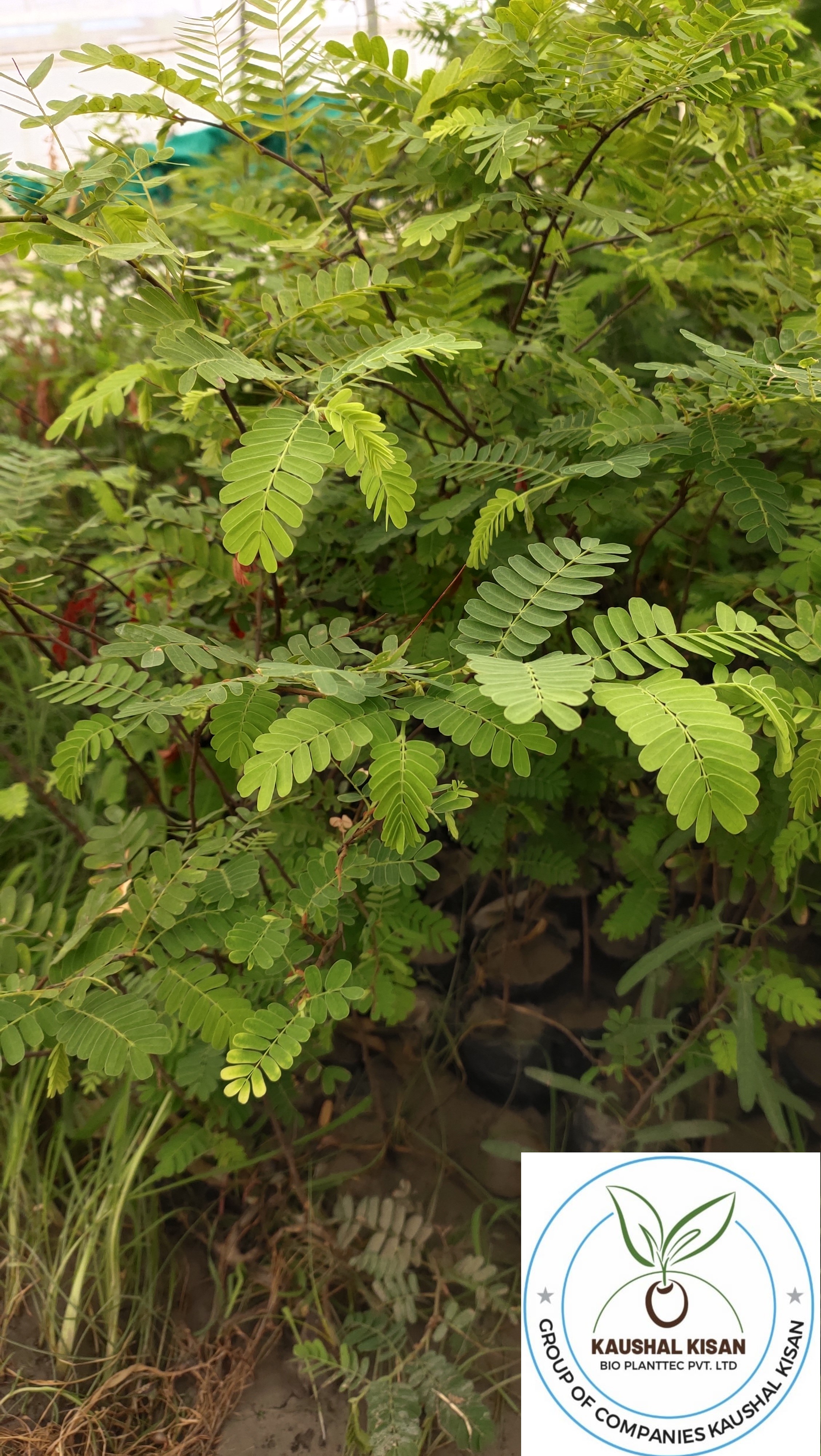 Imli (Tamarind) Plant