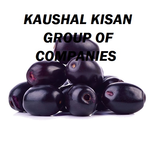 Jamun (Black Plum) Plant