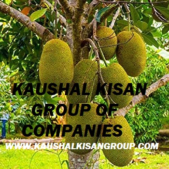 Jackfruit (Kathal) Plant