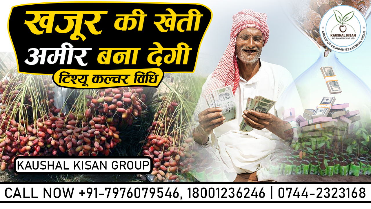 Khajur (Date Palm) Plant