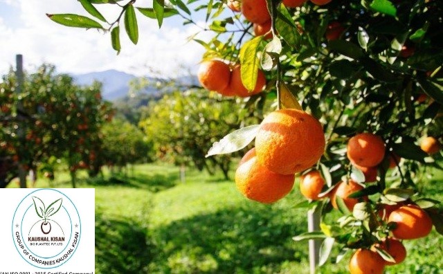 Kinnu (Kinnow Mandarin) Plant