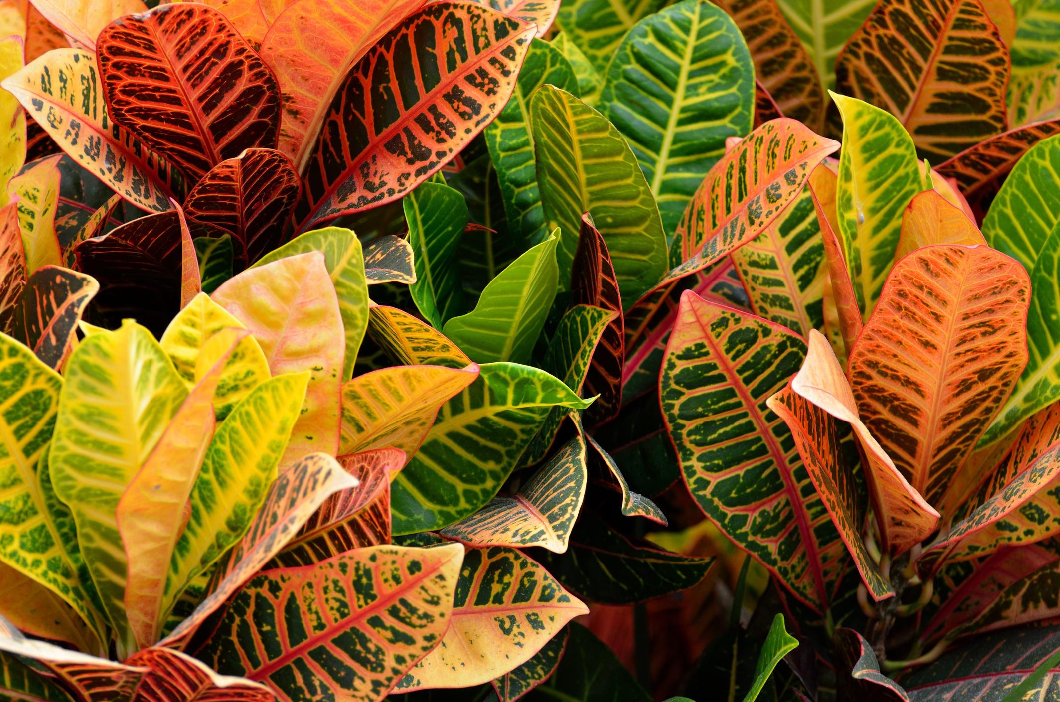 Croton Plant