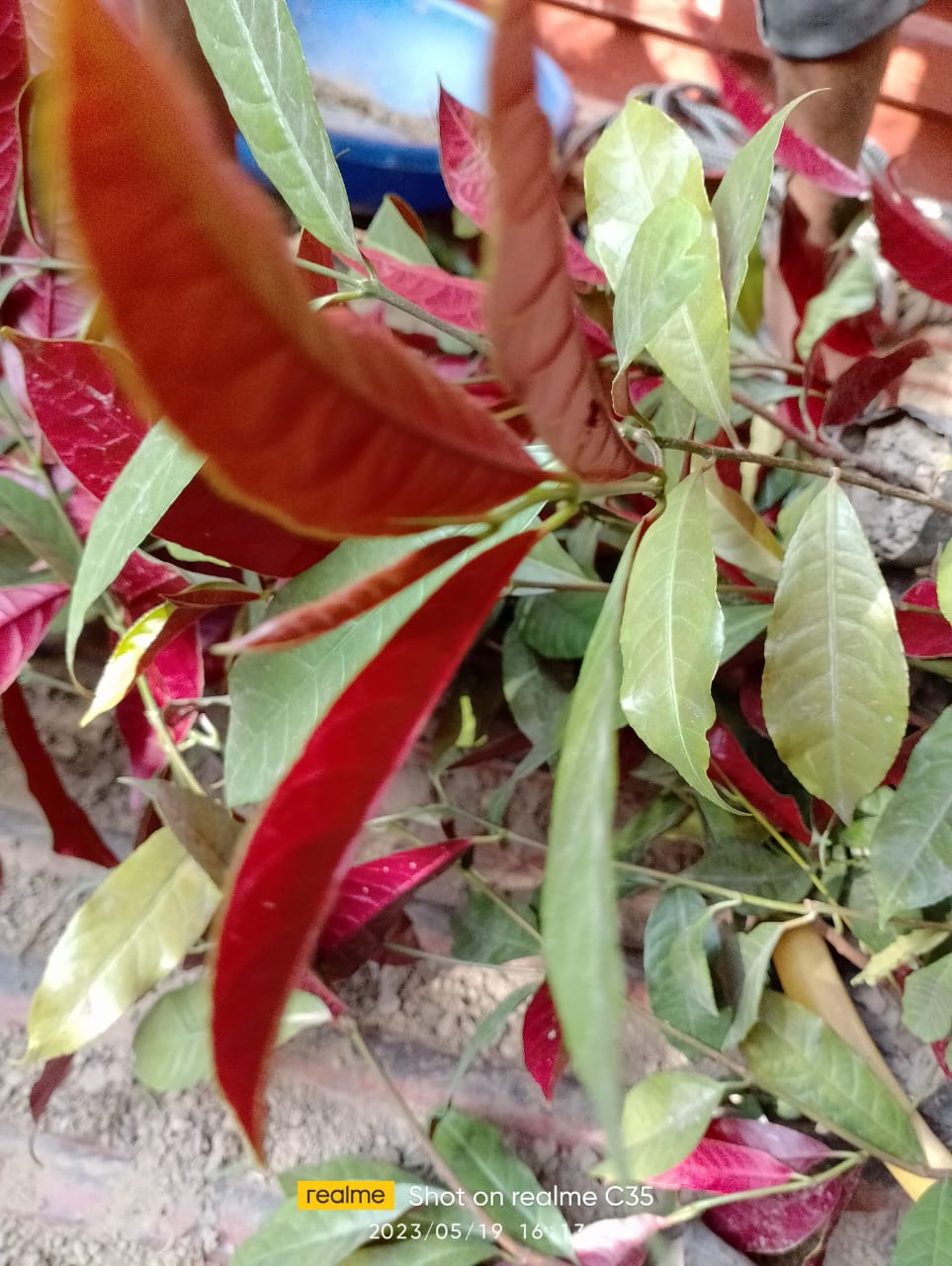 Laila Majnu Plant
