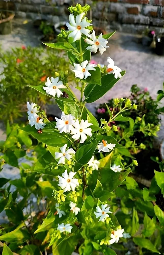 Parijat Plant(Night Flowering Jasmine / Harsingar)