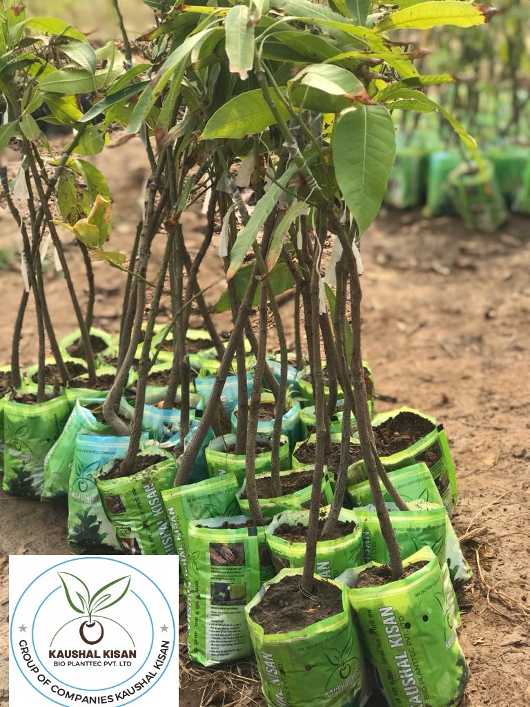 Mango Plant