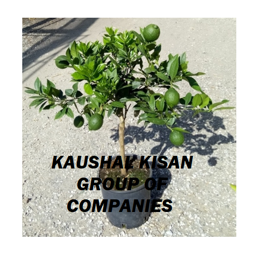 Mosambi (Sweet Lime) Plant