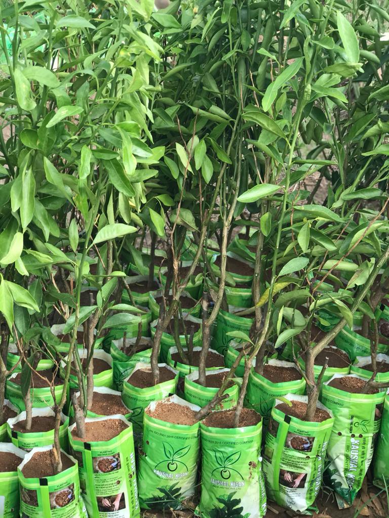 Orange Plant