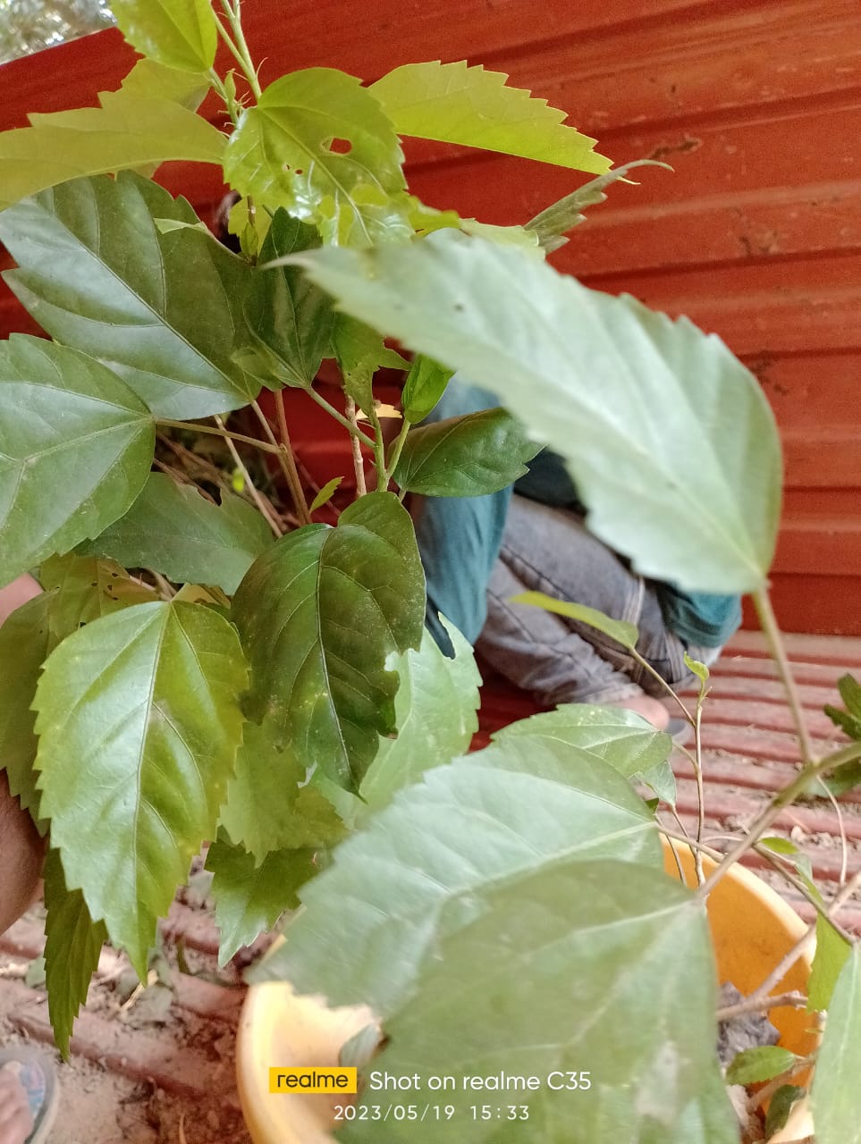 Gudhal/Hibiscus Plant