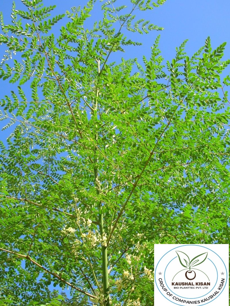 Sahjan (Drumstick / Moringa) Plant